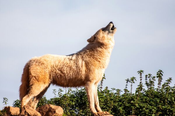 Homewolve test - Image 3