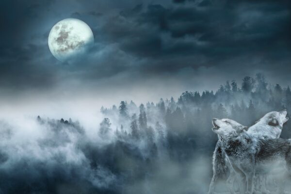 Homewolve test - Image 4
